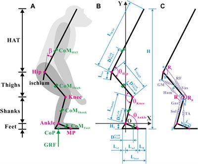 Exploring the effects of skeletal architecture and muscle properties on <mark class="highlighted">bipedal</mark> standing in the common chimpanzee (Pan troglodytes) from the perspective of biomechanics
